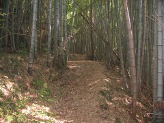 竹ヤブの中の道