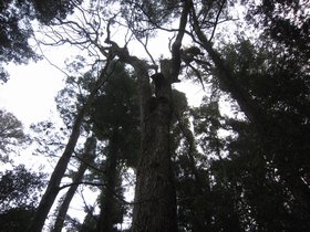 アベマキの巨樹